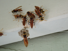 Polistes tepidus