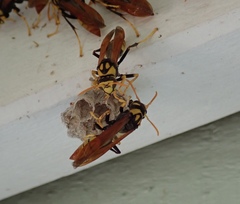 Polistes tepidus