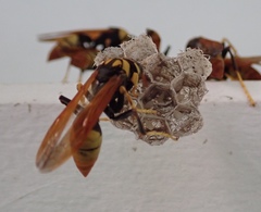 Polistes tepidus