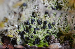 Bacidia bagliettoana