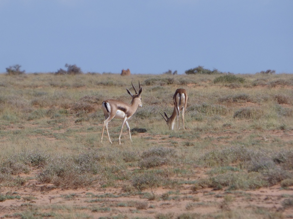 Speke's Gazelle