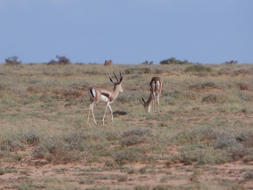 Speke's Gazelle