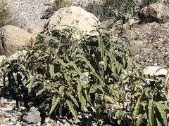 Ambrosia ambrosioides