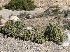 Ambrosia ambrosioides