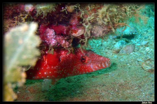 Blackmargin maori wrasse (Oxycheilinus nigromarginatus) — Labridae