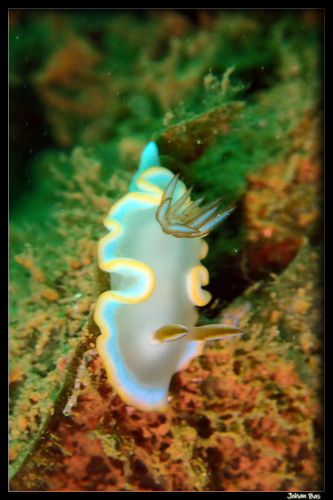 Yellow-margin Nudibranch