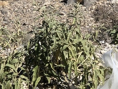 Ambrosia ambrosioides