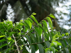 Moheli White-Eye photo 2