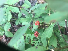 Rubus pubescens pubescens