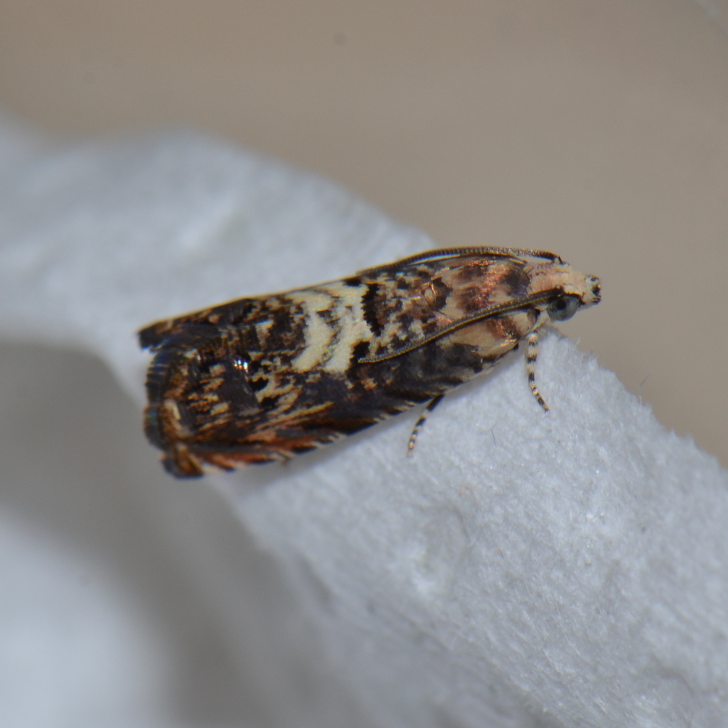 Pammene gallicolana
