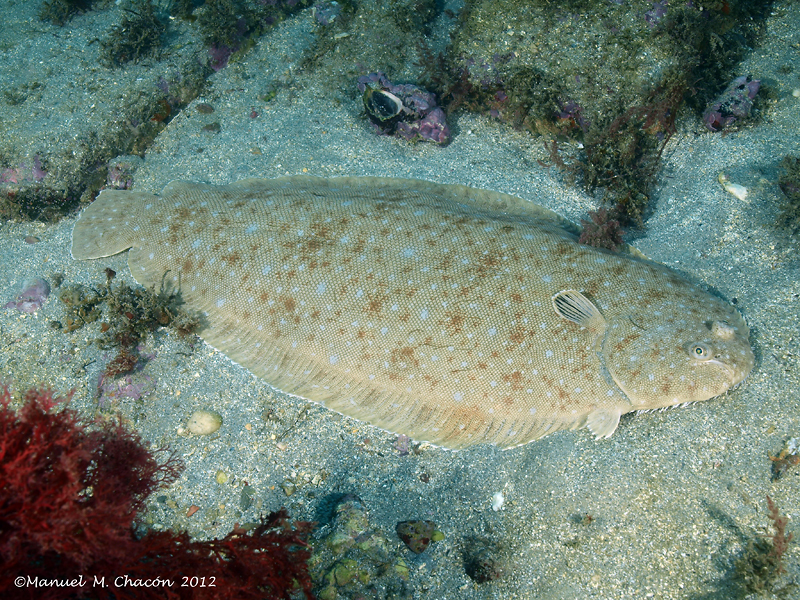Senegalese sole (Solea senegalensis) — Soleidae