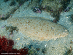 Solea senegalensis