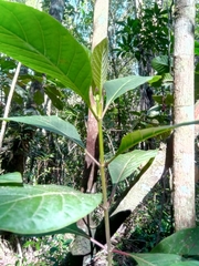 Cinchona officinalis