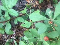 Rubus pubescens pubescens