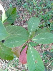 Cinchona officinalis