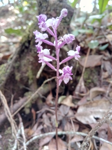 Cynorkis ridleyi