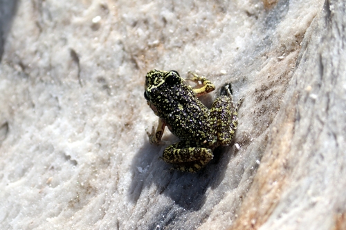 Big-eared River Frog, Thoropa megatympanum