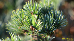 Pinus parviflora