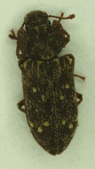 Namunaria pacifica