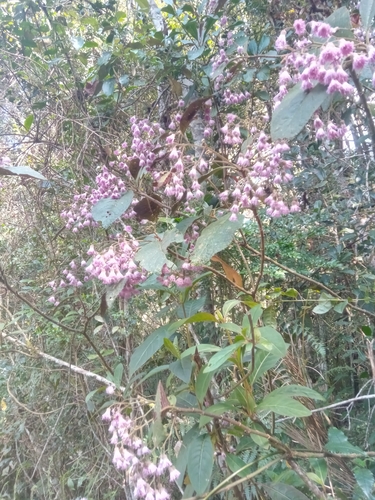 Vernonia chapelieri image