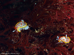 Diaphorodoris papillata