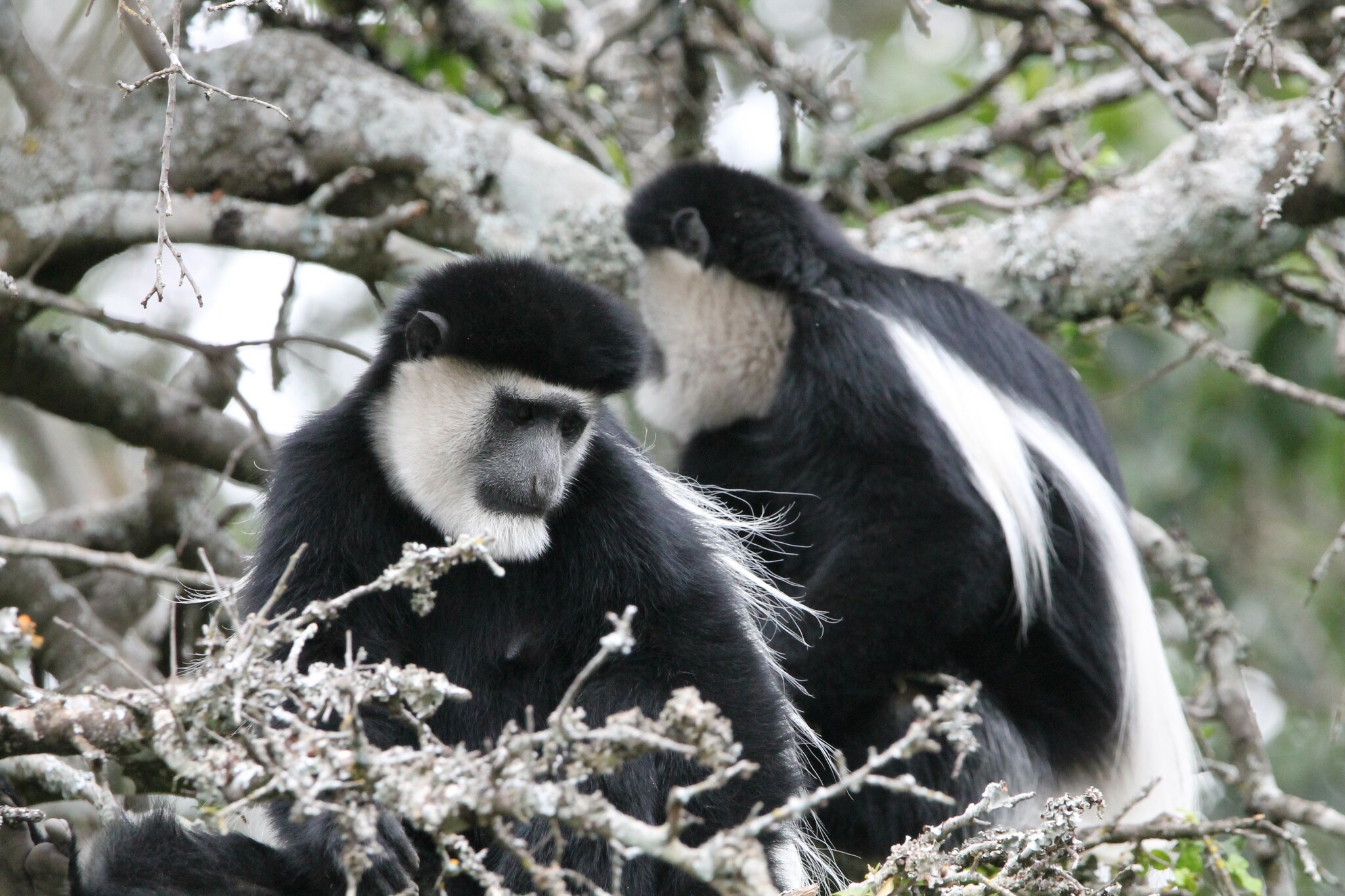 Mount Kenya Guereza (Subspecies Colobus guereza kikuyuensis) · iNaturalist