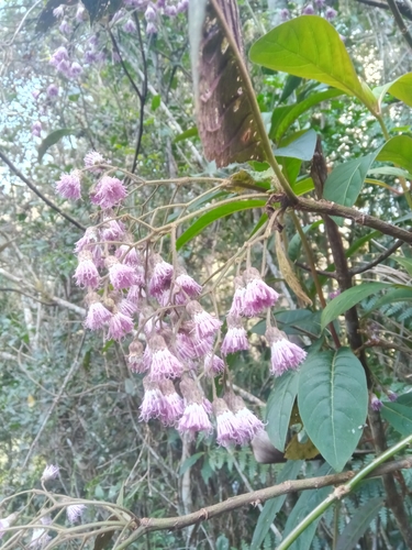 Vernonia chapelieri image