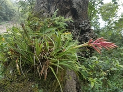 Tillandsia gymnobotrya