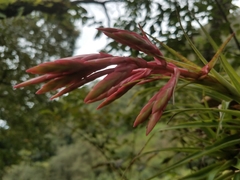 Tillandsia gymnobotrya