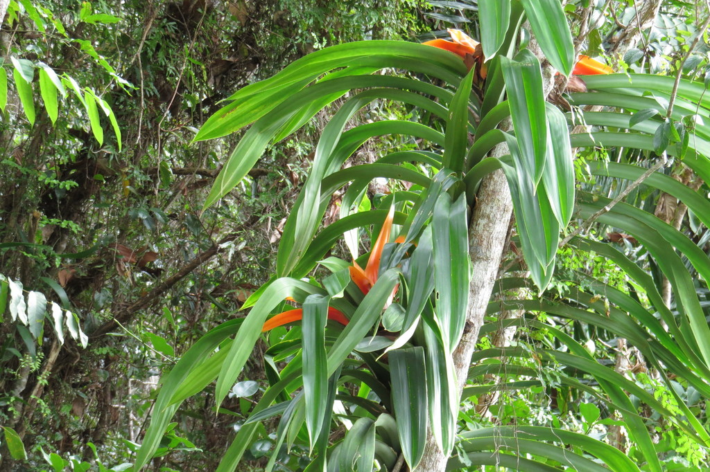 Freycinetia marginata; photograph (c) coenobita, some rights reserved (CC BY)