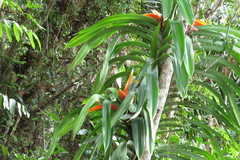 Freycinetia marginata