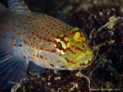 Gobius xanthocephalus