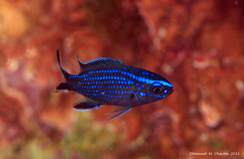 Mediterranean Damselfish
