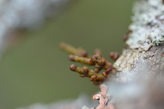 Arceuthobium pusillum