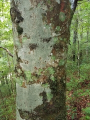 Fagus mexicana