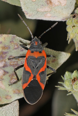 Lygaeus kalmii angustomarginatus