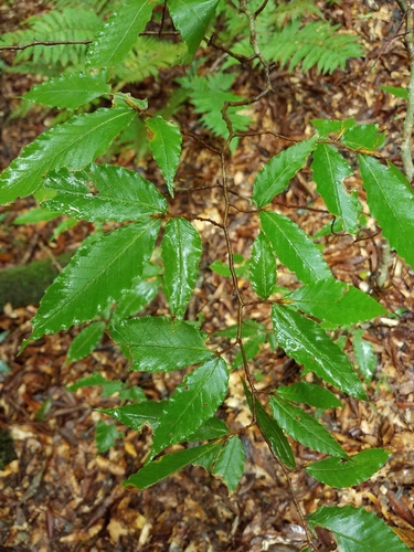 Image of Fagus mexicana by (c) Alan Rockefeller, some rights reserved (CC BY)