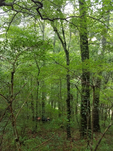Image of Mexican Beech (Fagus mexicana) by (c) Alan Rockefeller, some rights reserved (CC BY)