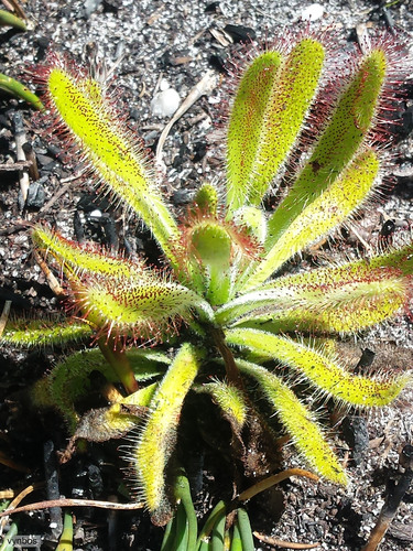 Drosera hilaris