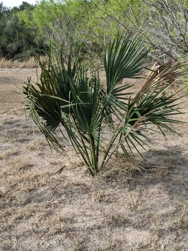 Sabal mexicana