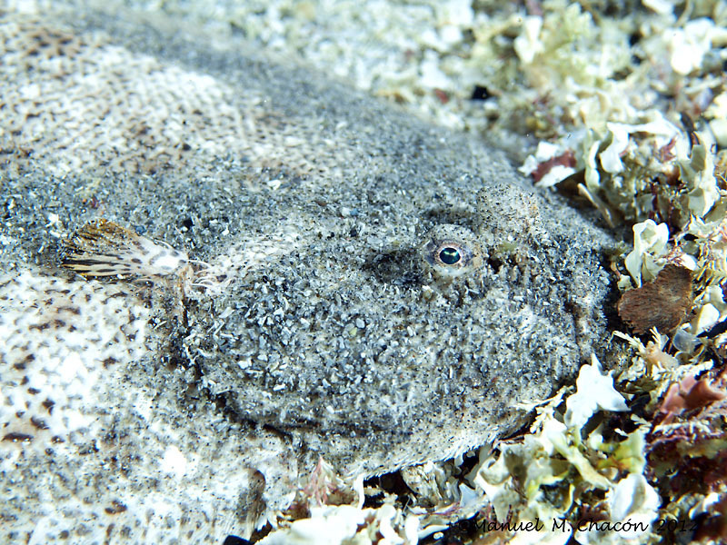 Portuguese Sole