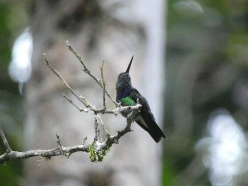 Purple-chested Hummingbird (Polyerata rosenbergi), photo 4