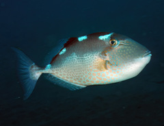 Starry Triggerfish photo 2