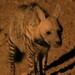 East African Striped Hyaena - Photo (c) Brad Shine, some rights reserved (CC BY-NC), uploaded by Brad Shine