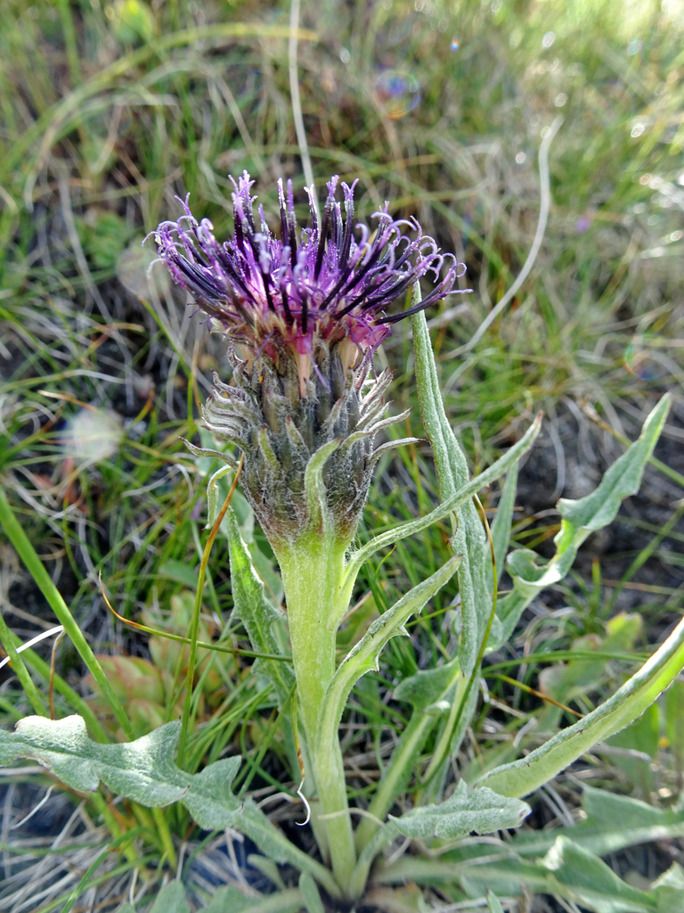 Saussurea falconeri