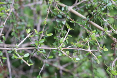 Coprosma propinqua propinqua