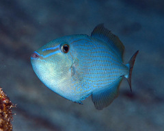 Red-Toothed Triggerfish photo 2