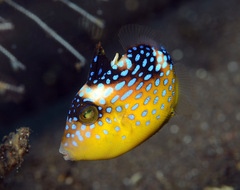 Yellow-Spotted Triggerfish photo 5