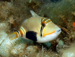 Blackbelly Triggerfish photo 1