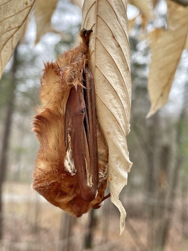 Eastern Red Bat photographed in Georgia